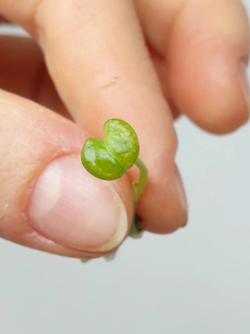 Anthurium Vittarifolium Aurea Seedling