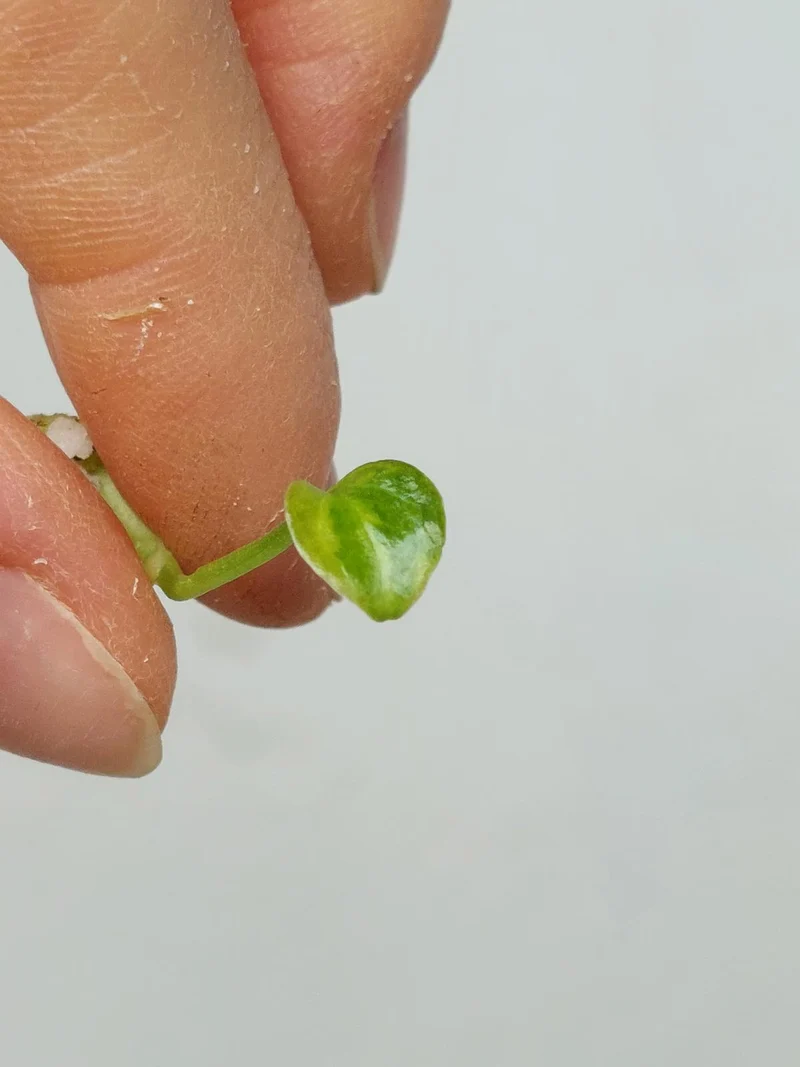 Anthurium Vittarifolium Aurea Seedling
