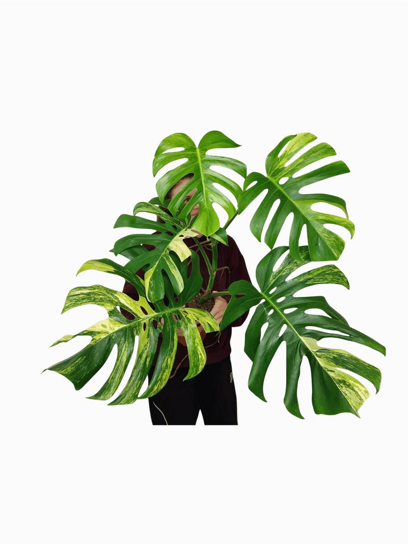 Monstera Aurea Adult