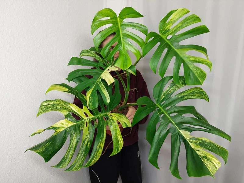 Monstera Aurea Adult