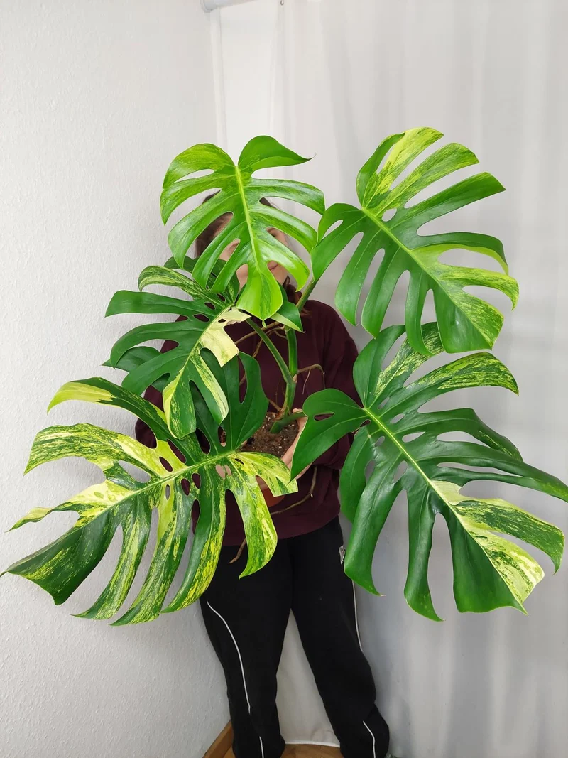 Monstera Aurea Adult