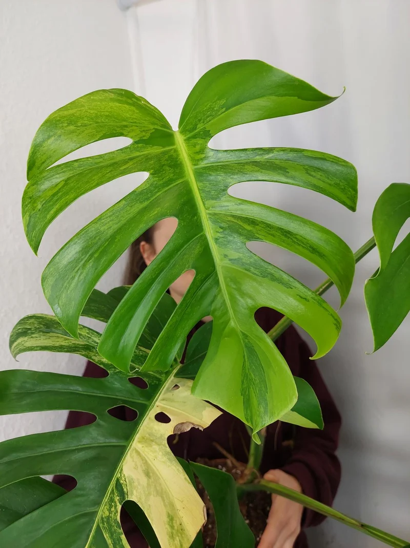Monstera Aurea Adult
