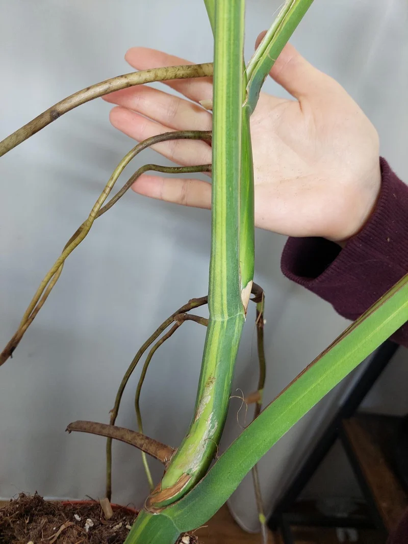 Monstera Aurea Adult