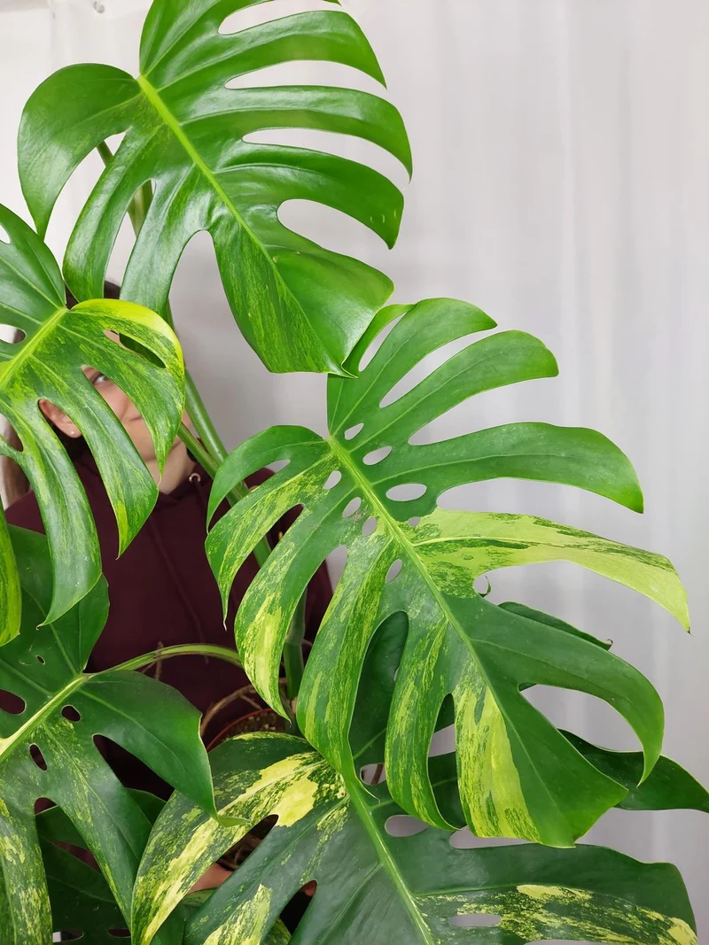 Monstera Aurea Adult