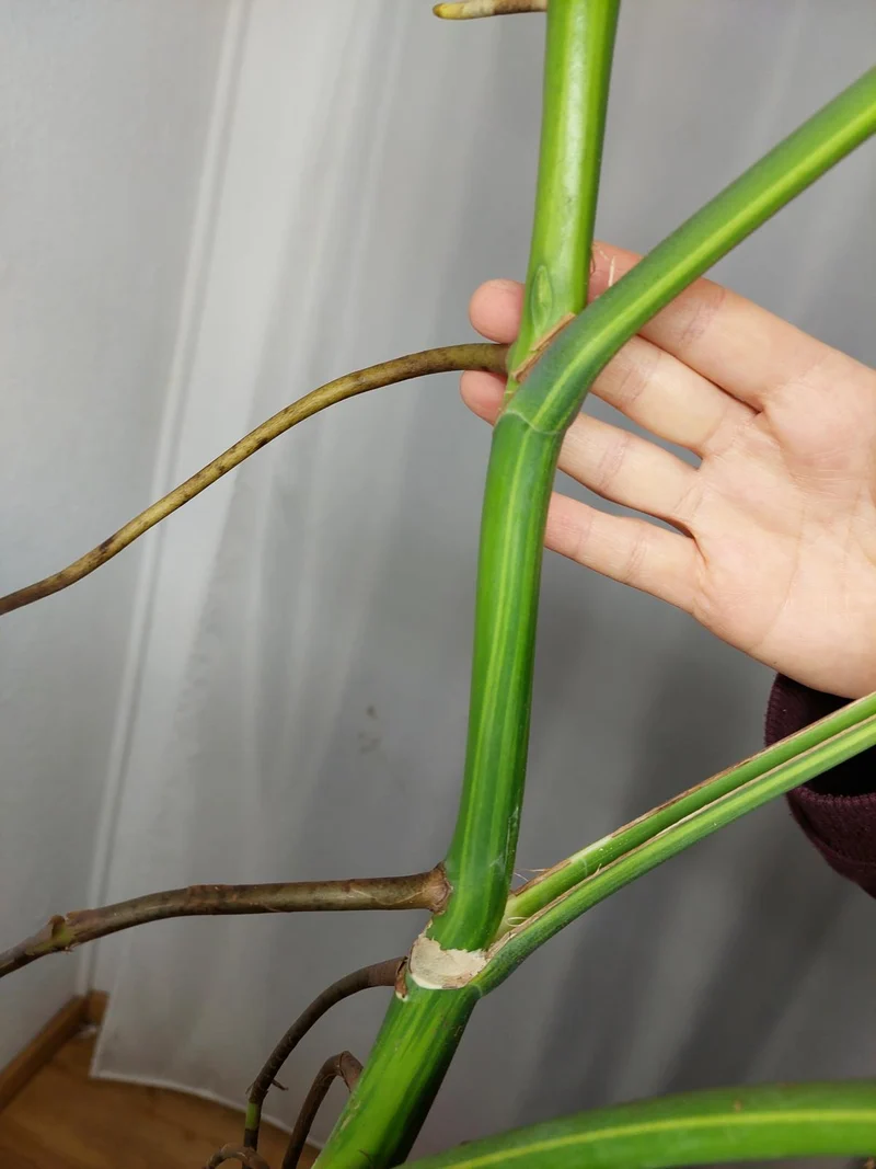 Monstera Aurea Adult