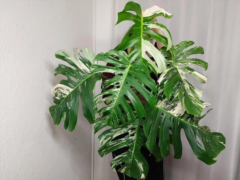 Monstera Variegata Adult