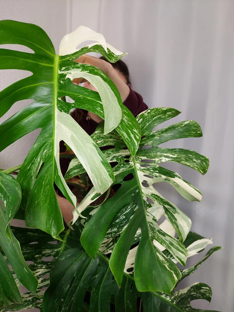 Monstera Variegata Adult
