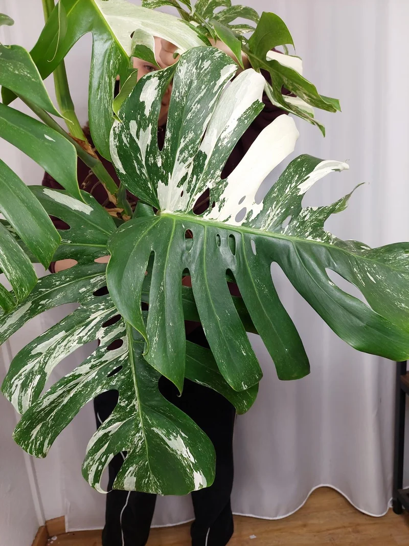 Monstera Variegata Adult