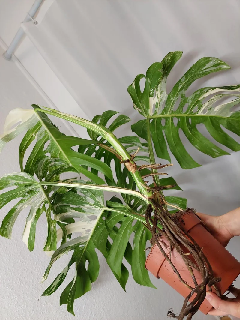 Monstera Variegata Adult