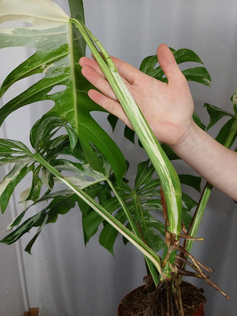 Monstera Variegata Adult