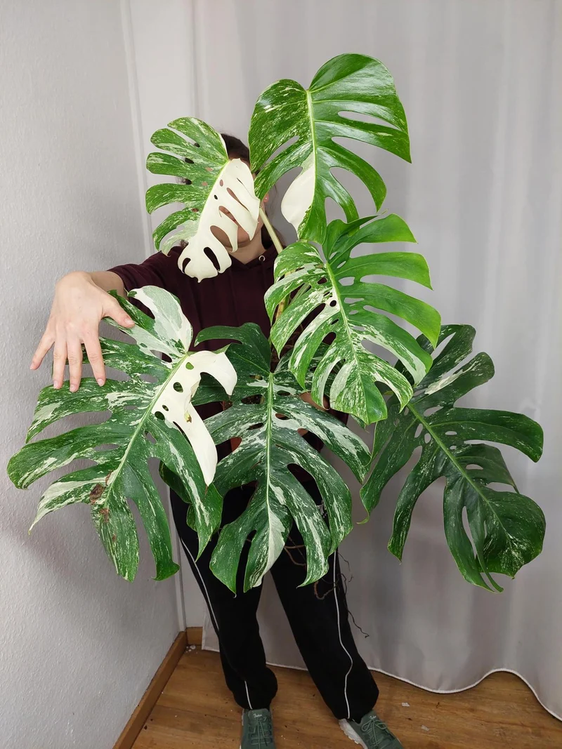 Monstera Variegata Adult
