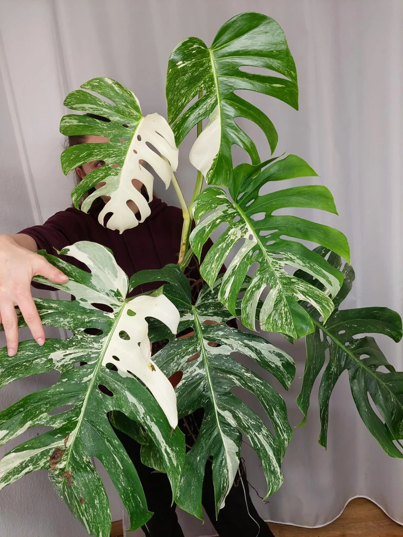 Monstera Variegata Adult