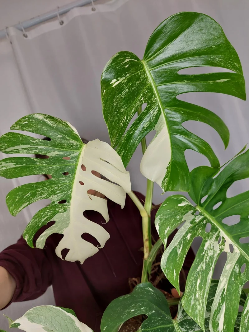 Monstera Variegata Adult