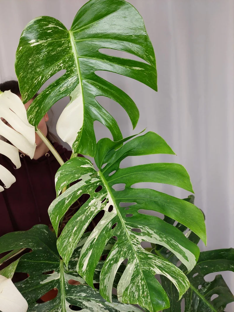 Monstera Variegata Adult