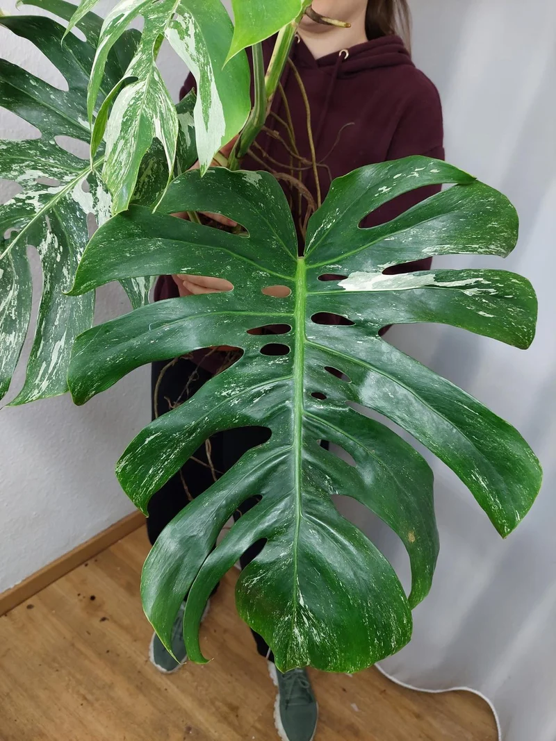 Monstera Variegata Adult