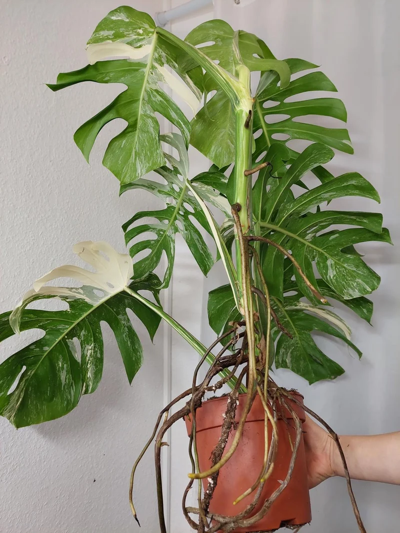 Monstera Variegata Adult