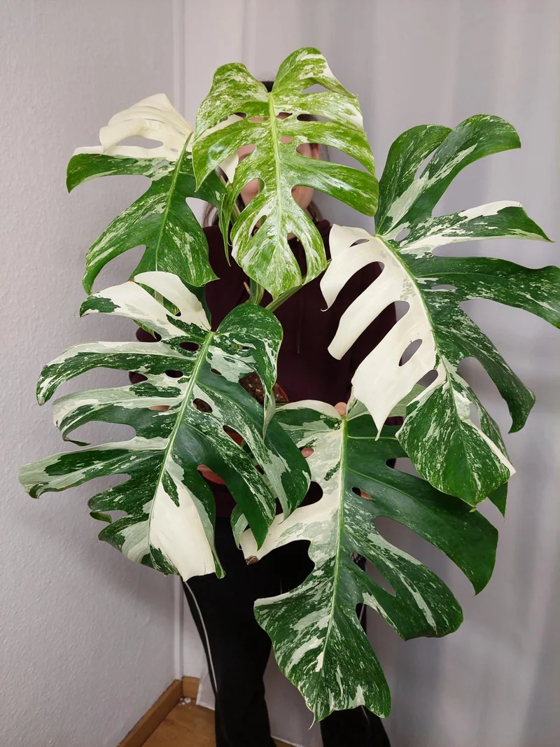 Monstera Variegata Adult