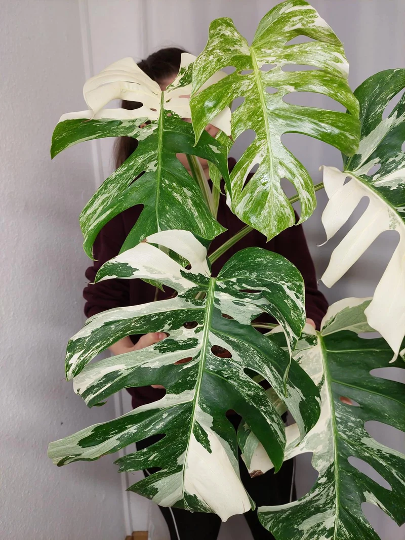 Monstera Variegata Adult