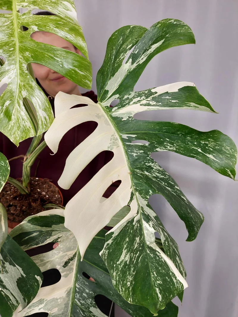 Monstera Variegata Adult