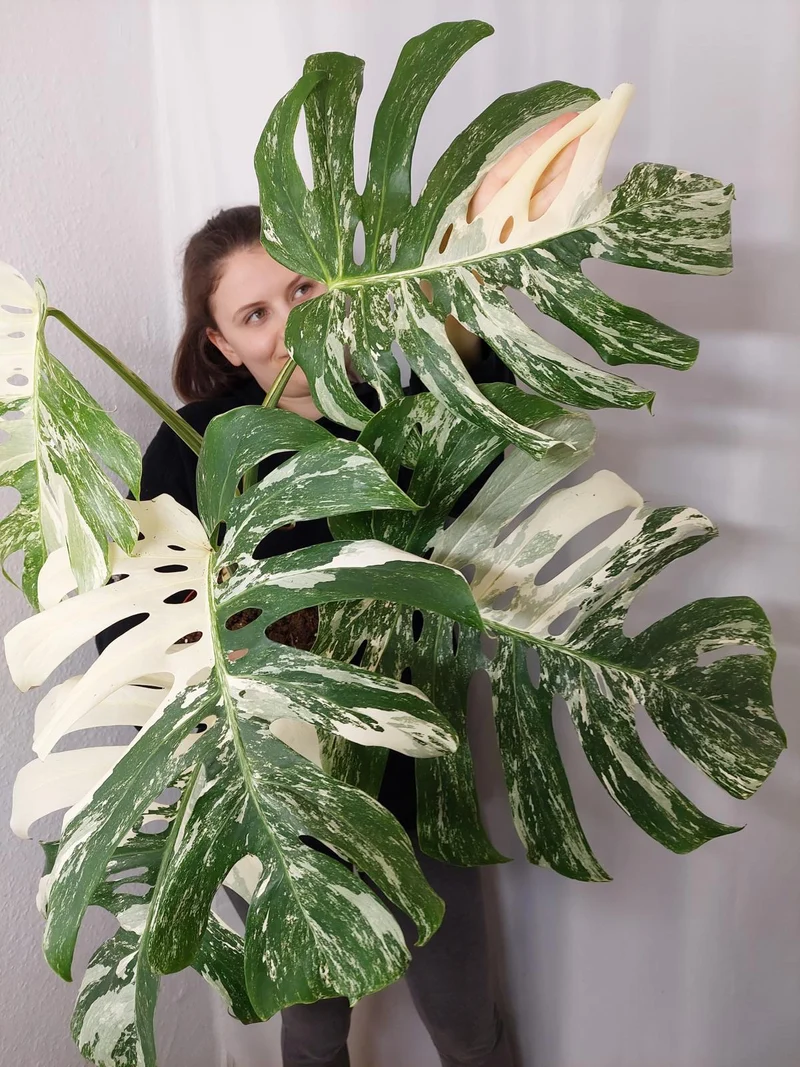 Monstera Variegata Adult