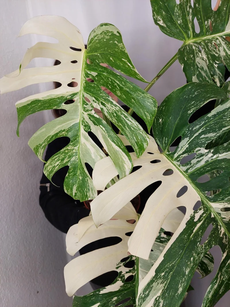 Monstera Variegata Adult