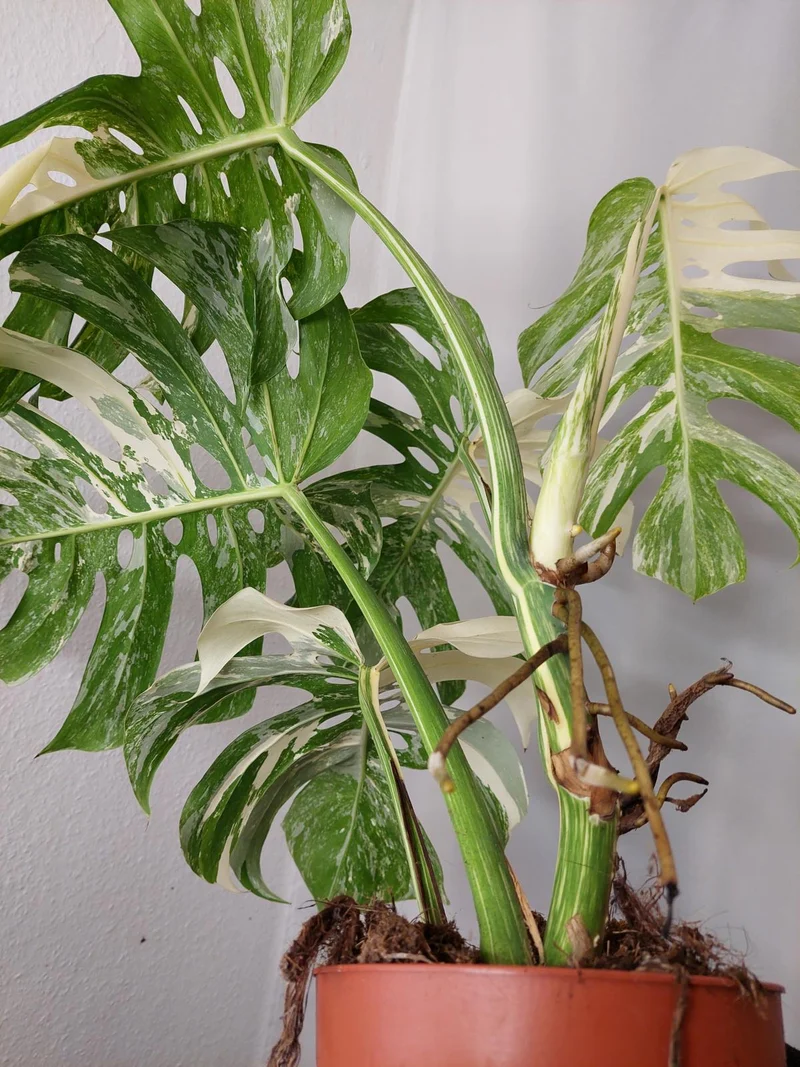 Monstera Variegata Adult