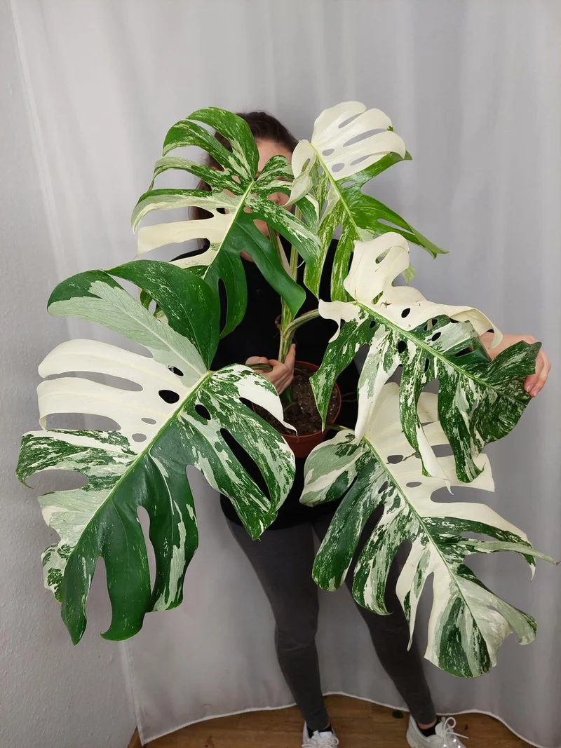 Monstera Variegata Adult