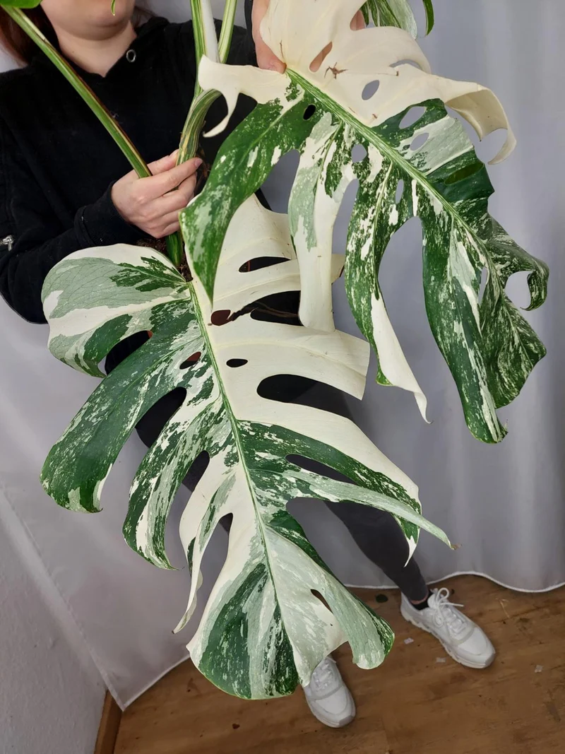 Monstera Variegata Adult