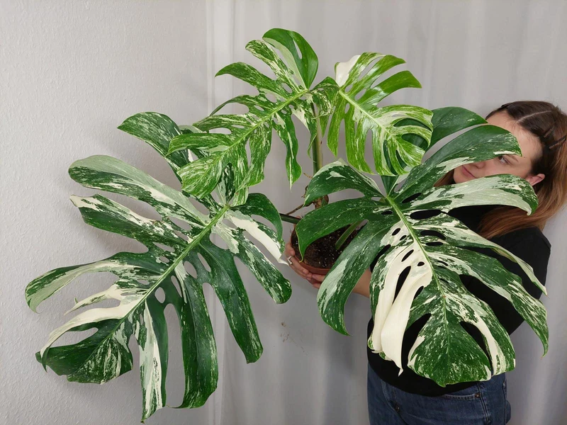 Monstera Variegata Adult
