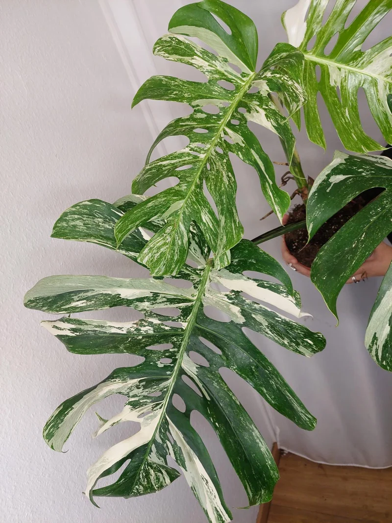Monstera Variegata Adult