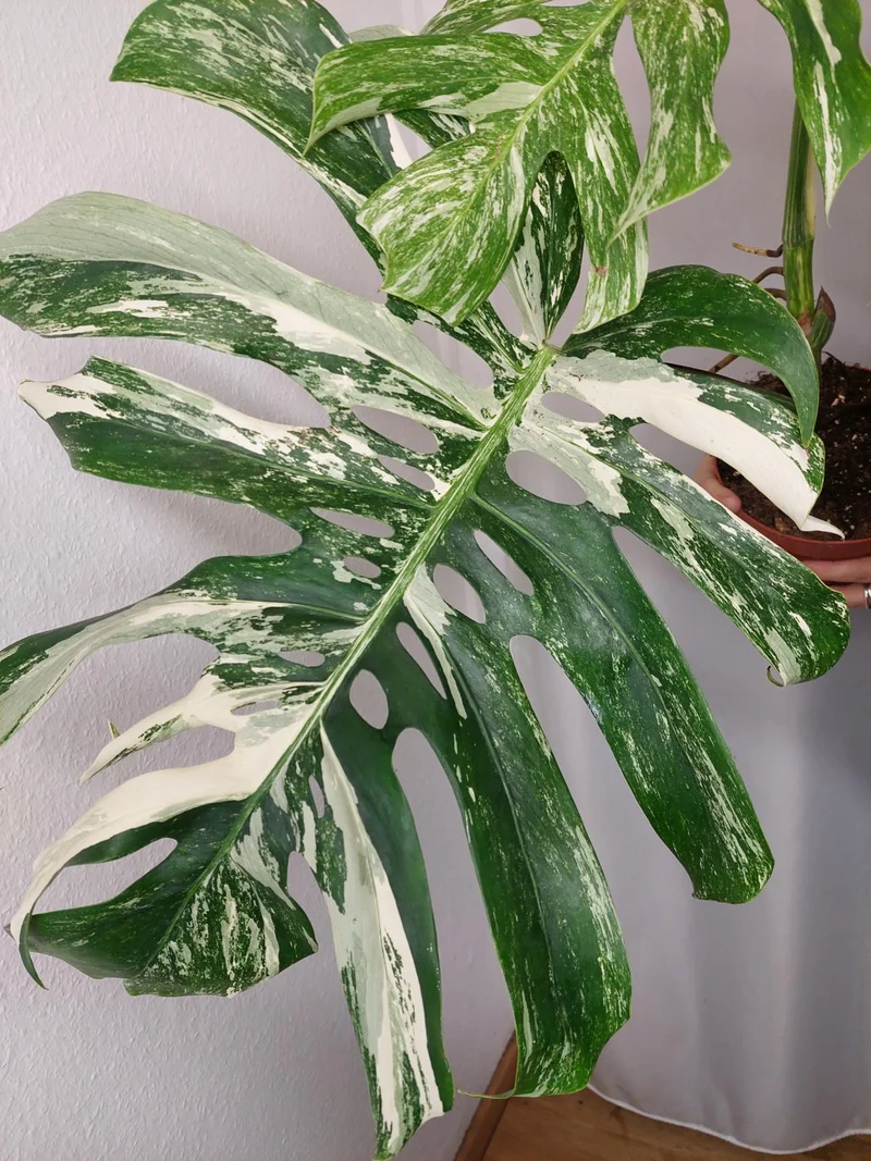 Monstera Variegata Adult