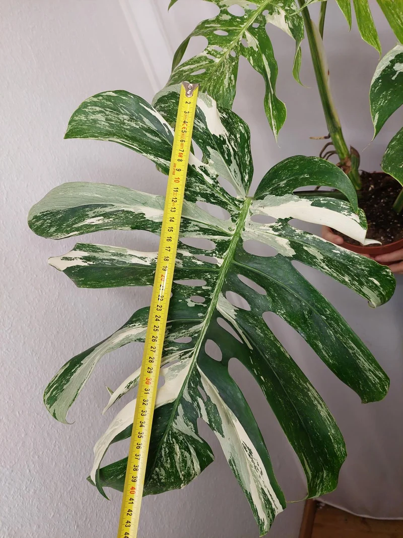 Monstera Variegata Adult