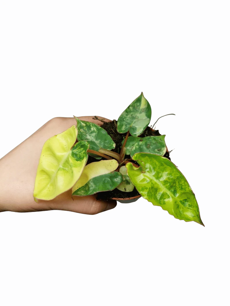 Philodendron Billietiae Variegata (zum aussuchen)