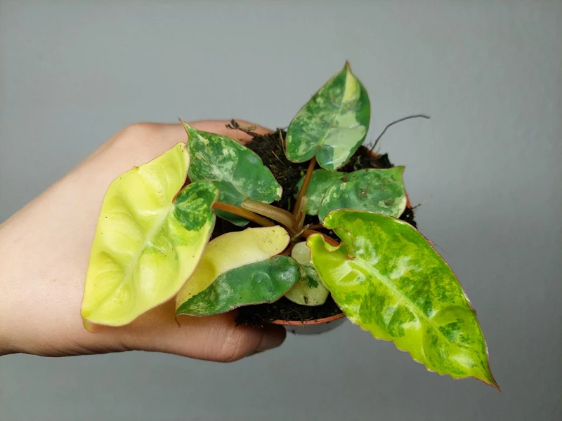 Philodendron Billietiae Variegata (zum aussuchen)