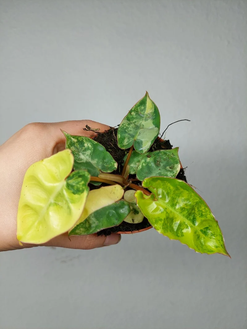 Philodendron Billietiae Variegata (zum aussuchen)