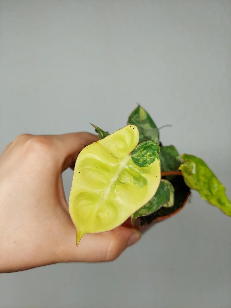 Philodendron Billietiae Variegata (zum aussuchen)