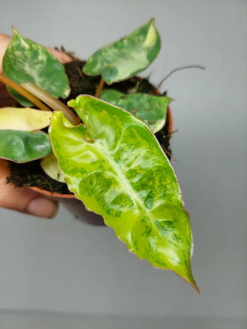 Philodendron Billietiae Variegata (zum aussuchen)
