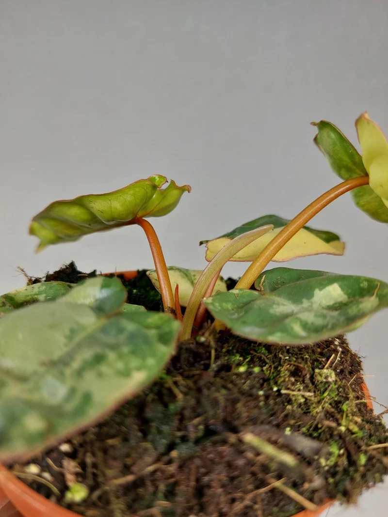 Philodendron Billietiae Variegata (zum aussuchen)