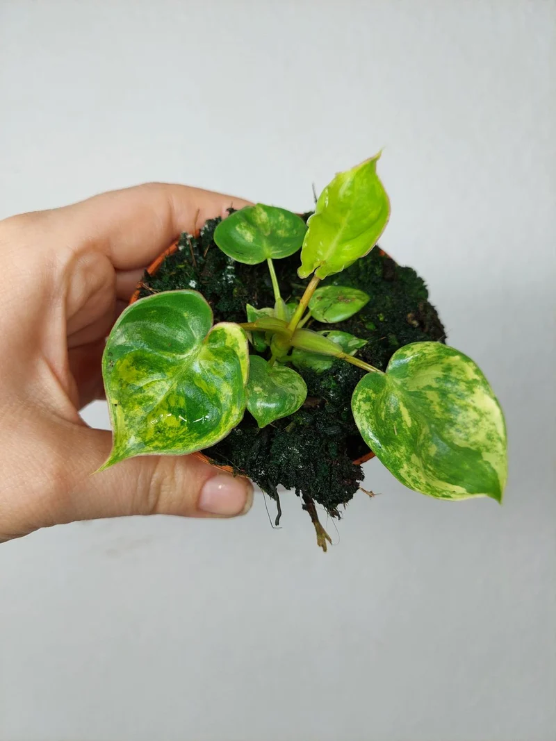 Philodendron Billietiae Variegata (zum aussuchen)