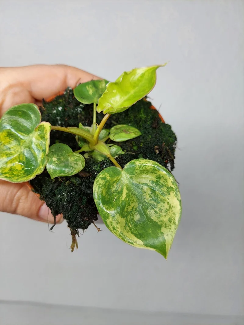 Philodendron Billietiae Variegata (zum aussuchen)