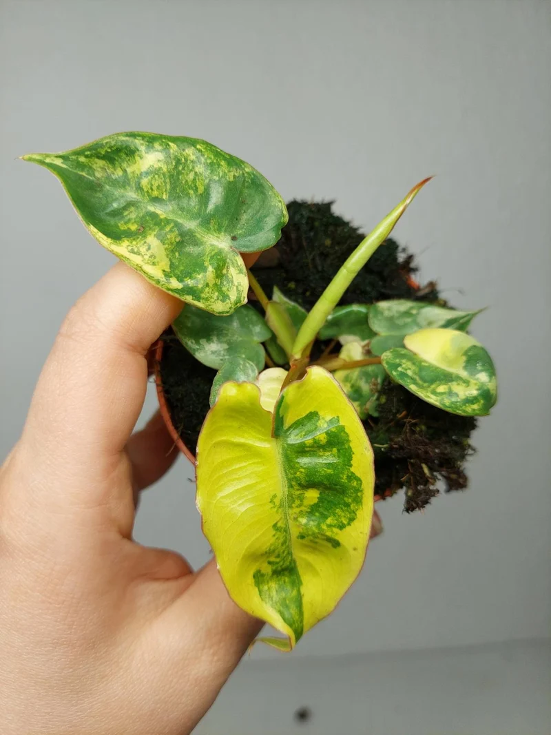 Philodendron Billietiae Variegata (zum aussuchen)