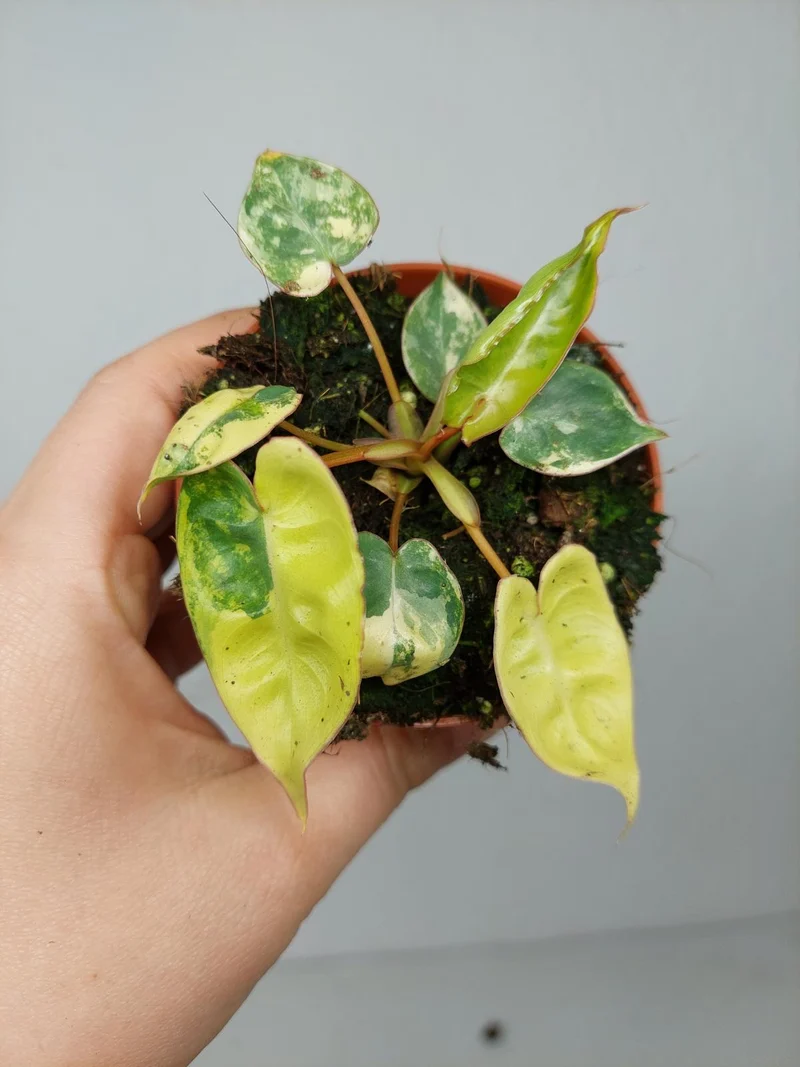 Philodendron Billietiae Variegata (zum aussuchen)
