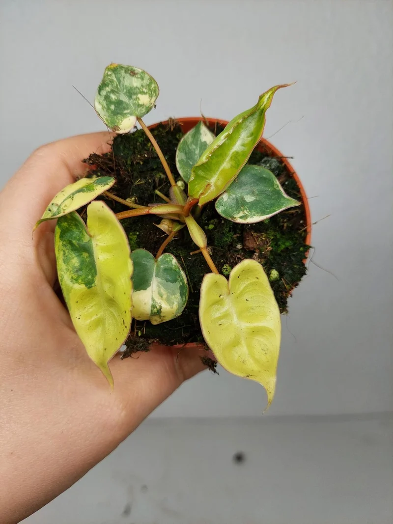 Philodendron Billietiae Variegata (zum aussuchen)