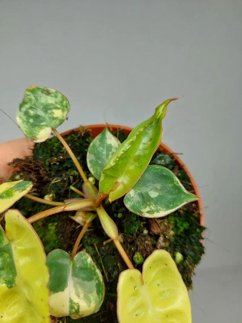 Philodendron Billietiae Variegata (zum aussuchen)