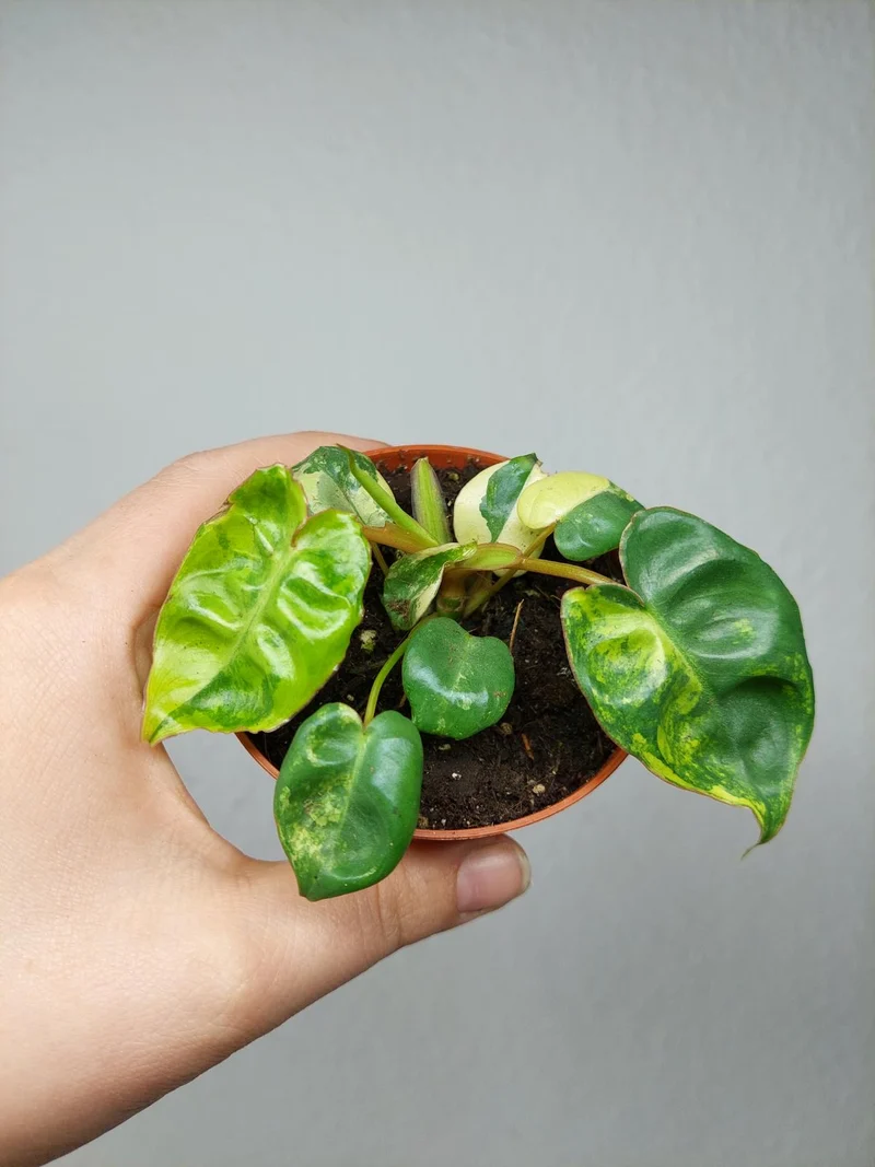 Philodendron Billietiae Variegata (zum aussuchen)