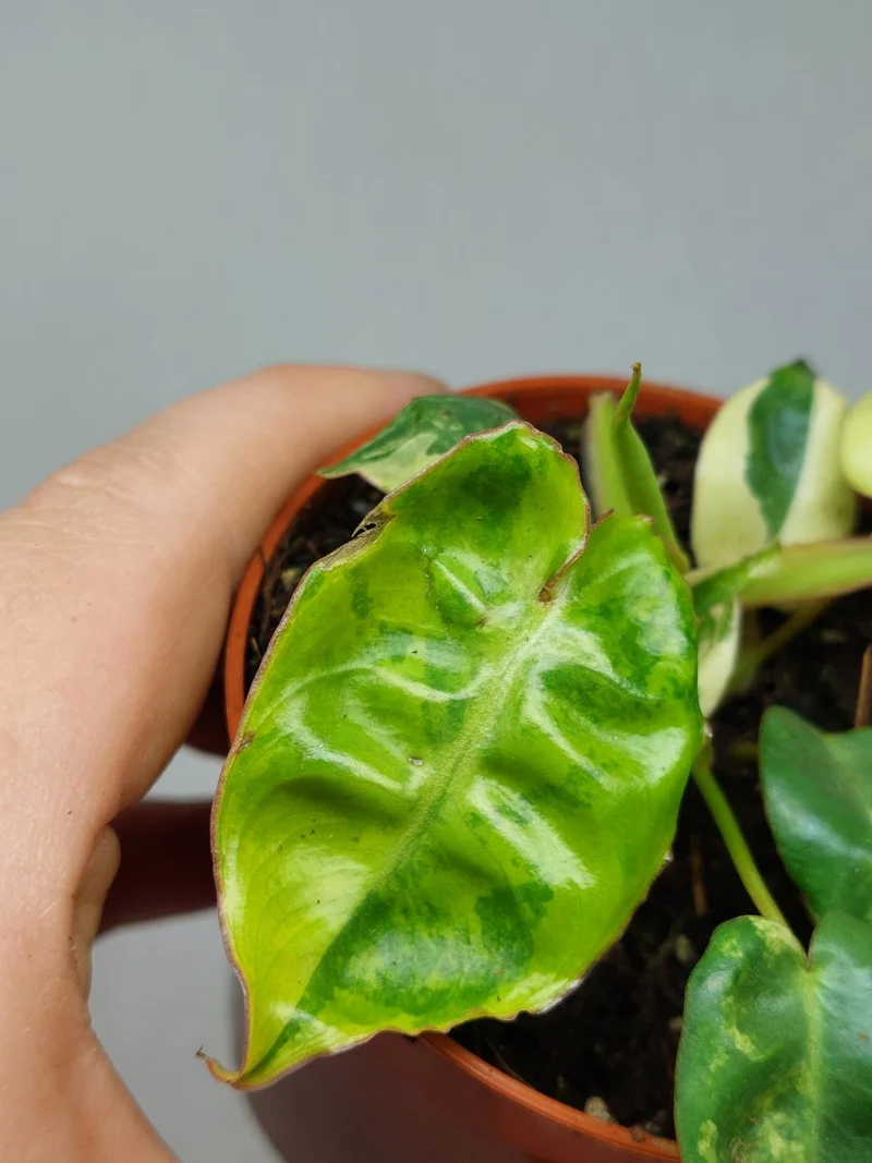Philodendron Billietiae Variegata (zum aussuchen)