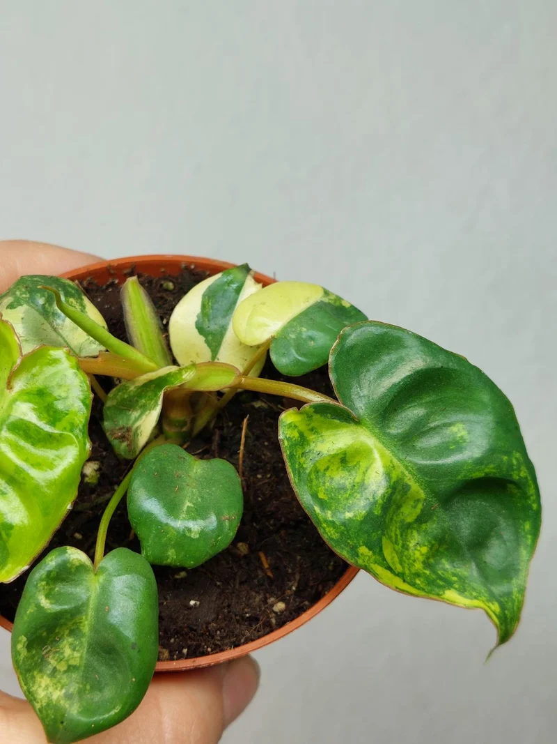 Philodendron Billietiae Variegata (zum aussuchen)
