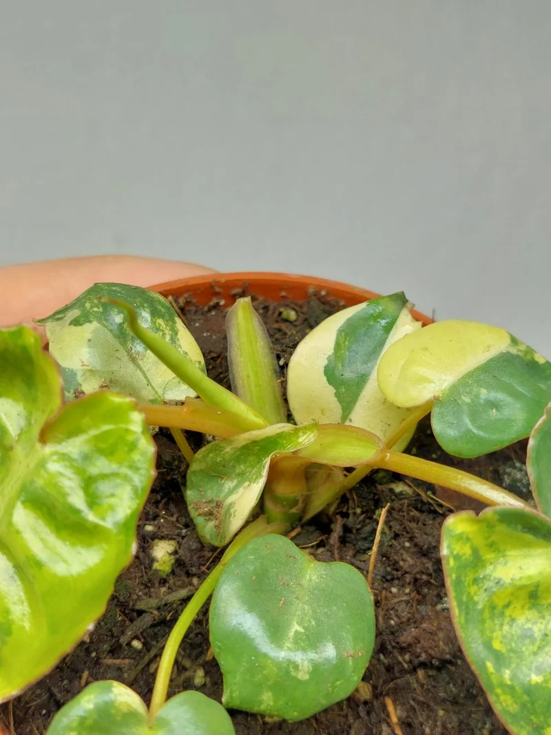 Philodendron Billietiae Variegata (zum aussuchen)