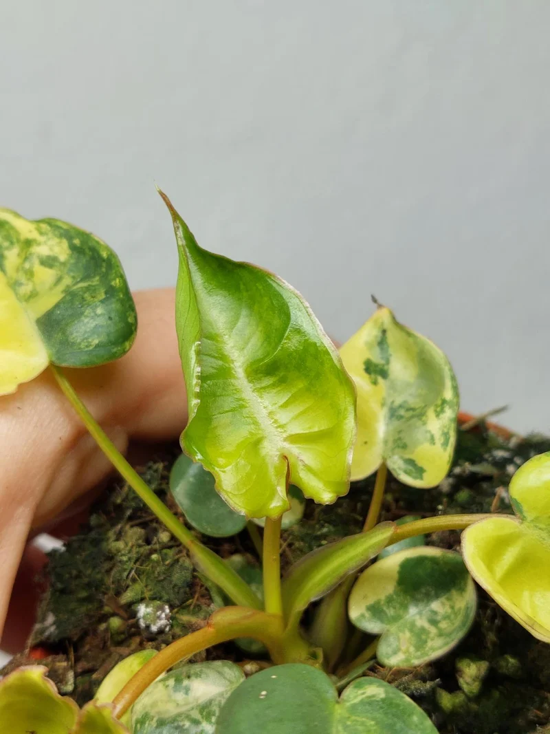 Philodendron Billietiae Variegata (zum aussuchen)