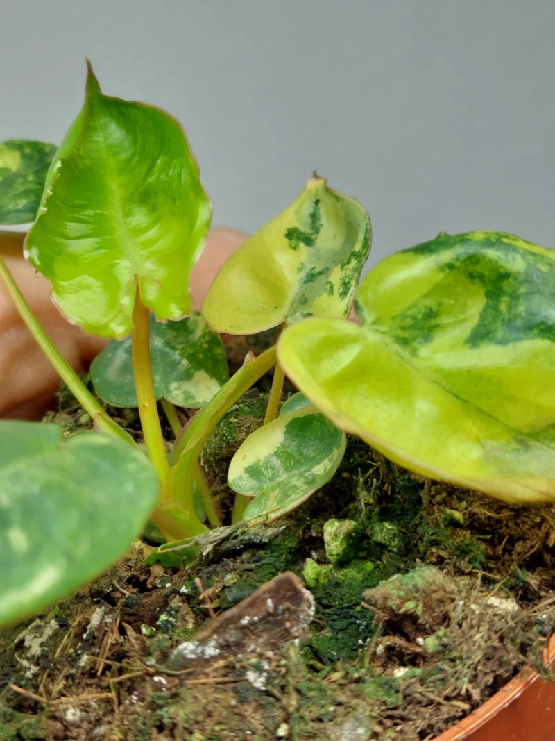 Philodendron Billietiae Variegata (zum aussuchen)